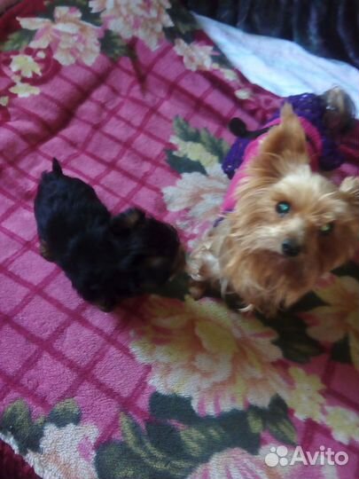 Йоркширский терьер вязка девочка