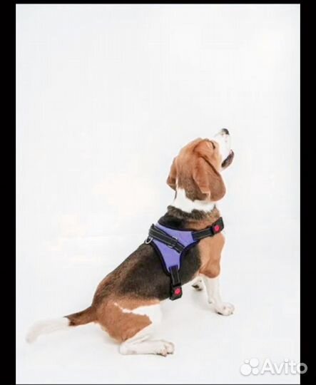 Шлейка для собаки