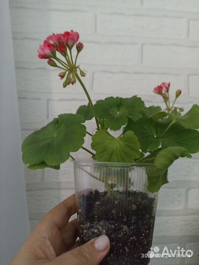 Пеларгония герань