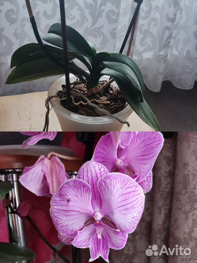 Орхидея фаленопсис