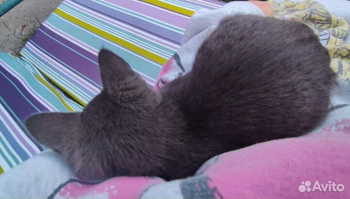 Котёнок в добрые руки девочка