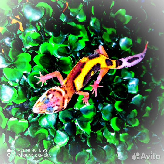 Геккон эублефар