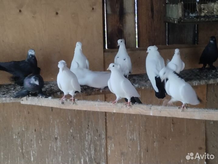 Продажа голубей