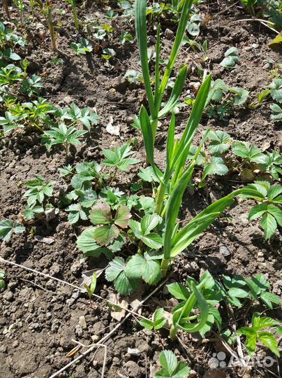 Рассада клубники