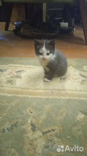 Кошка в дар