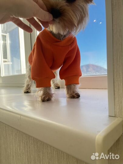 Одежда для собак мелких пород