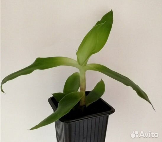 Золотой ус (каллизия душистая), отростки