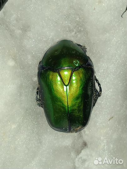 Жуки для расправки/коллекционирования