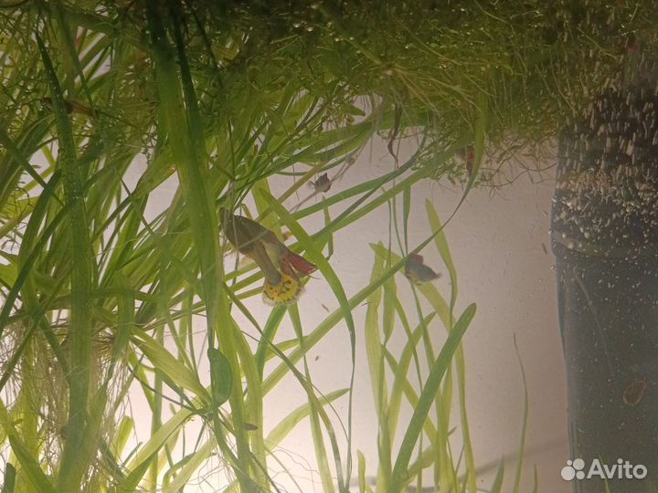 Рыбки гуппи