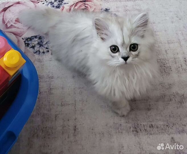 Котята персидская шиншилла