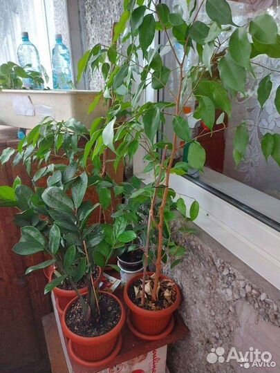 Фикус Бенджамина
