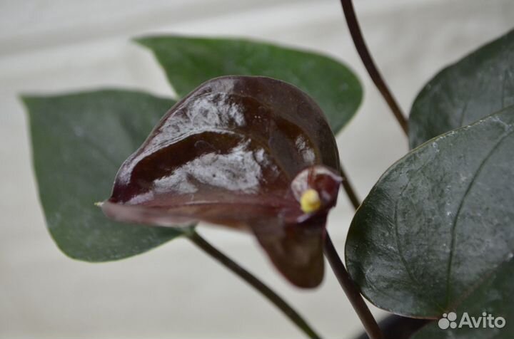 Антуриум андре paris black
