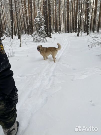 Кобель на вязку овчарка