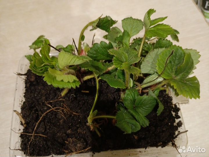 Вкуснейшая рассада клубники