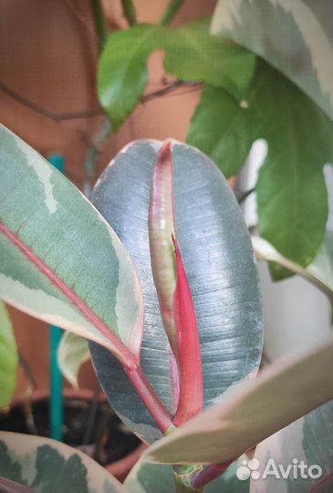 Фикус Руби и Гибискус