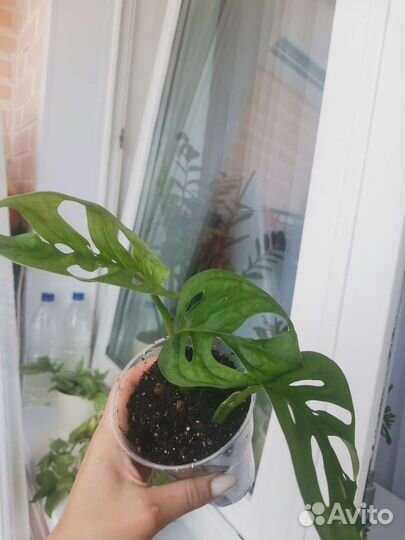 Монстера манки маск