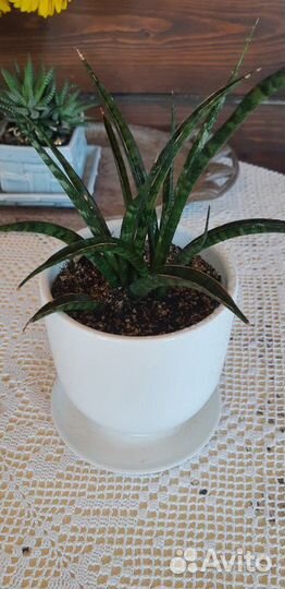 Сансевиерия 