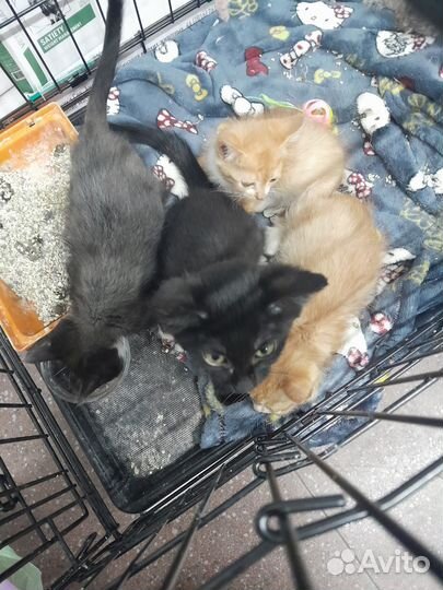 Ищут дом котята