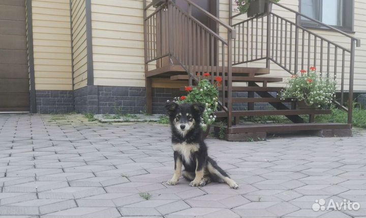 Щеночки в часный дом
