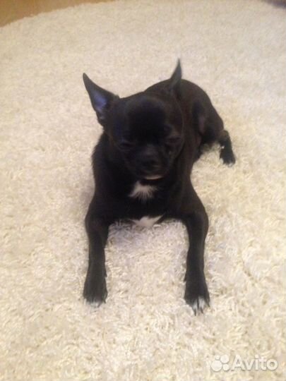 Чихуахуа для встречи