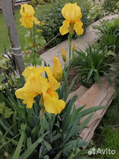 Садовые цветы многолетники. Много