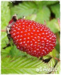 Экзотика Тибетская малина высотой 45см