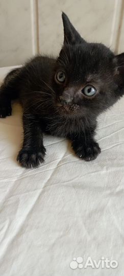 Котенок 1,5 месяца