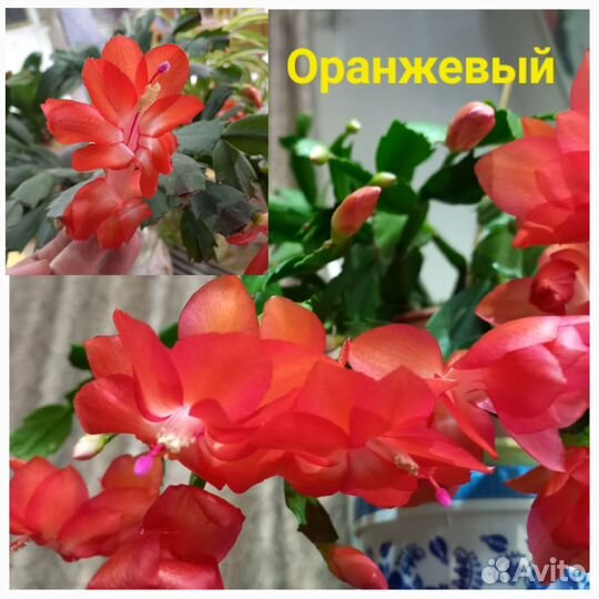 Декабрист(шлюмбергера)