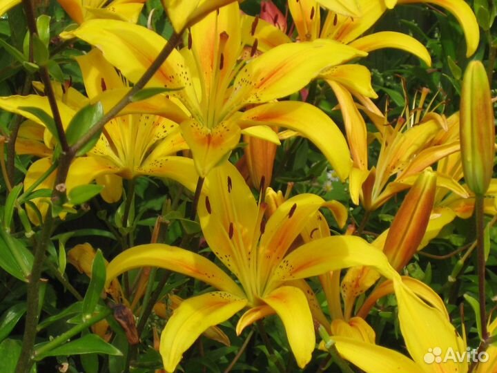 Лилии азиатки и ла-гибриды