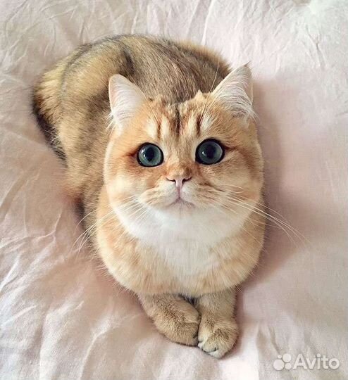 Передержка кошек