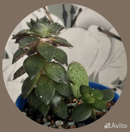 Набор из четырёх суккулентов