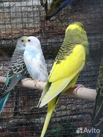 Волнистый попугай птенцы, клетка