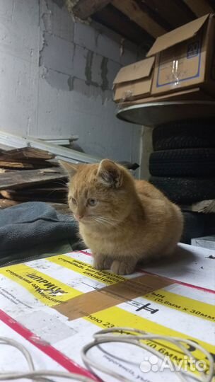 Котятки рыженькие