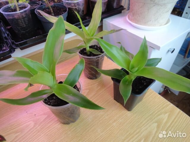 Золотой ус, в Нерехту доставка