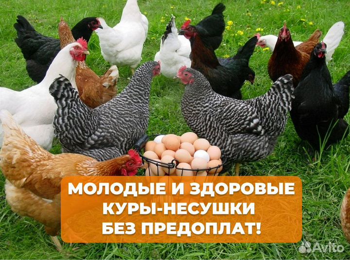 Куры несушки Кубанские красные