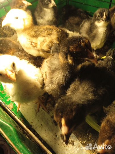 Продам 4х недельных цыплят амераукана