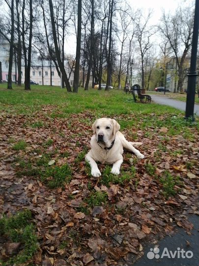 Передержка собак