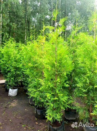 Туя от питомника