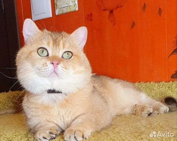 Шотландский кот вязка