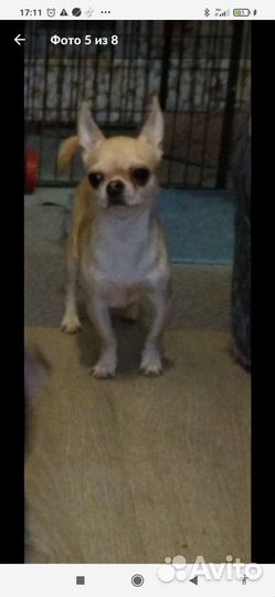 Чихуахуа девочка