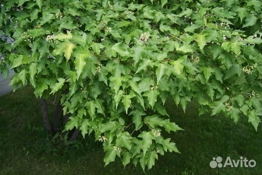 Клен гиннала