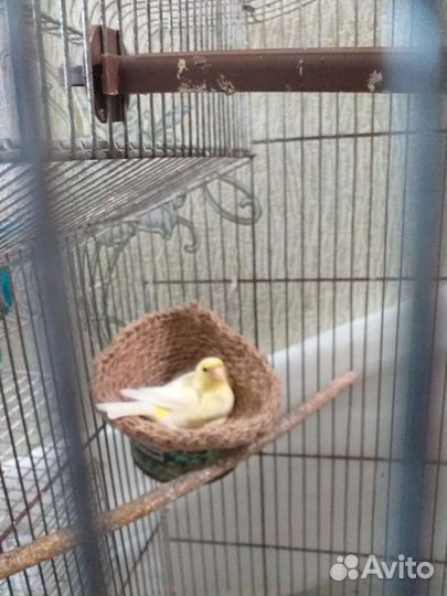 Канарейки,амадины.рисовки,волнистые попугаи