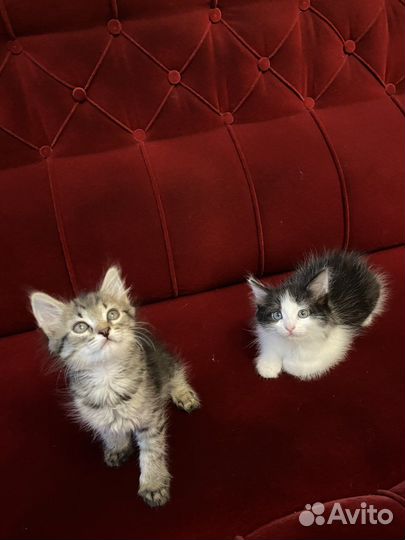 Котята, от ловчей кошки