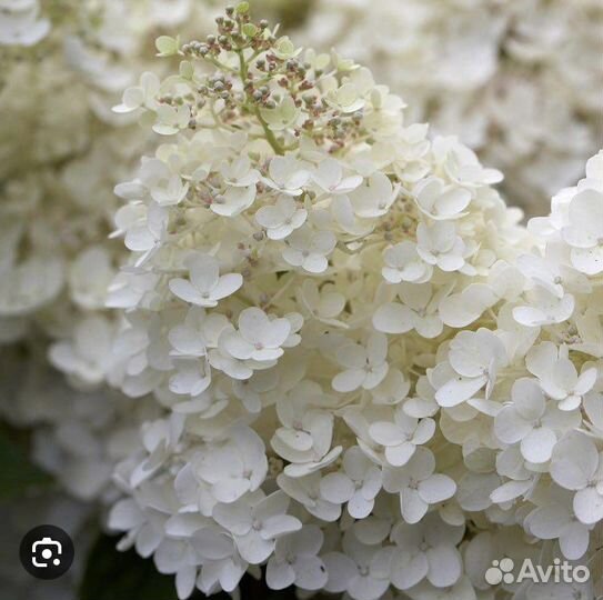 Грандифлора Гортензия метелчатая