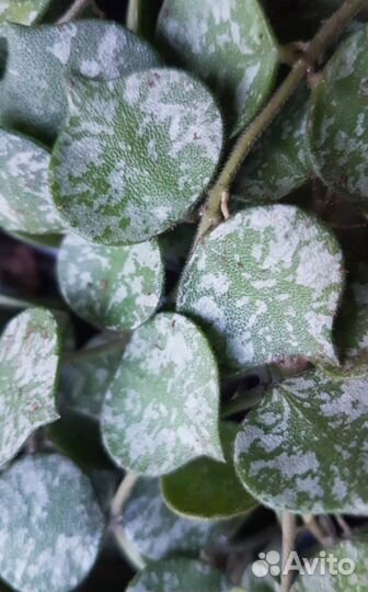 Хойя curtisii. Кринкл-8