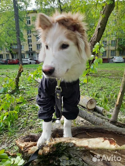 Щенок Снупи 6 месяцев в добрые руки бесплатно