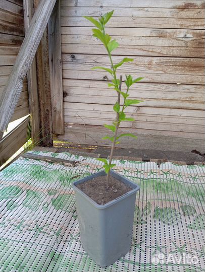 Гибискус древовидный Лавандер бело-розовый