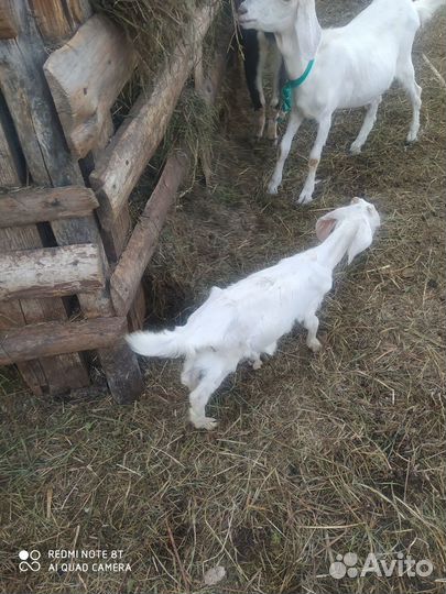 Продам коз и козлят на племя