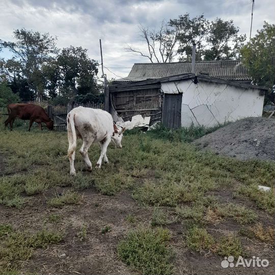 Продам телку 1 год 3 месаца