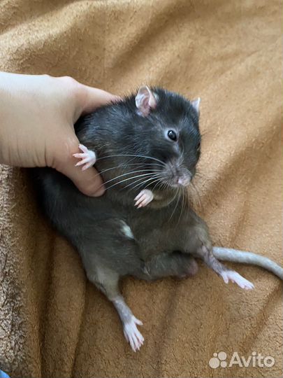 Вязка крысы